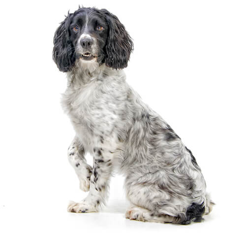 Blue merle springer clearance spaniel